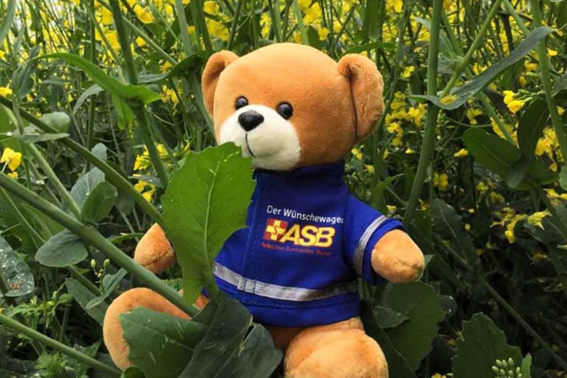 ASB-Teddy im Gras.jpg