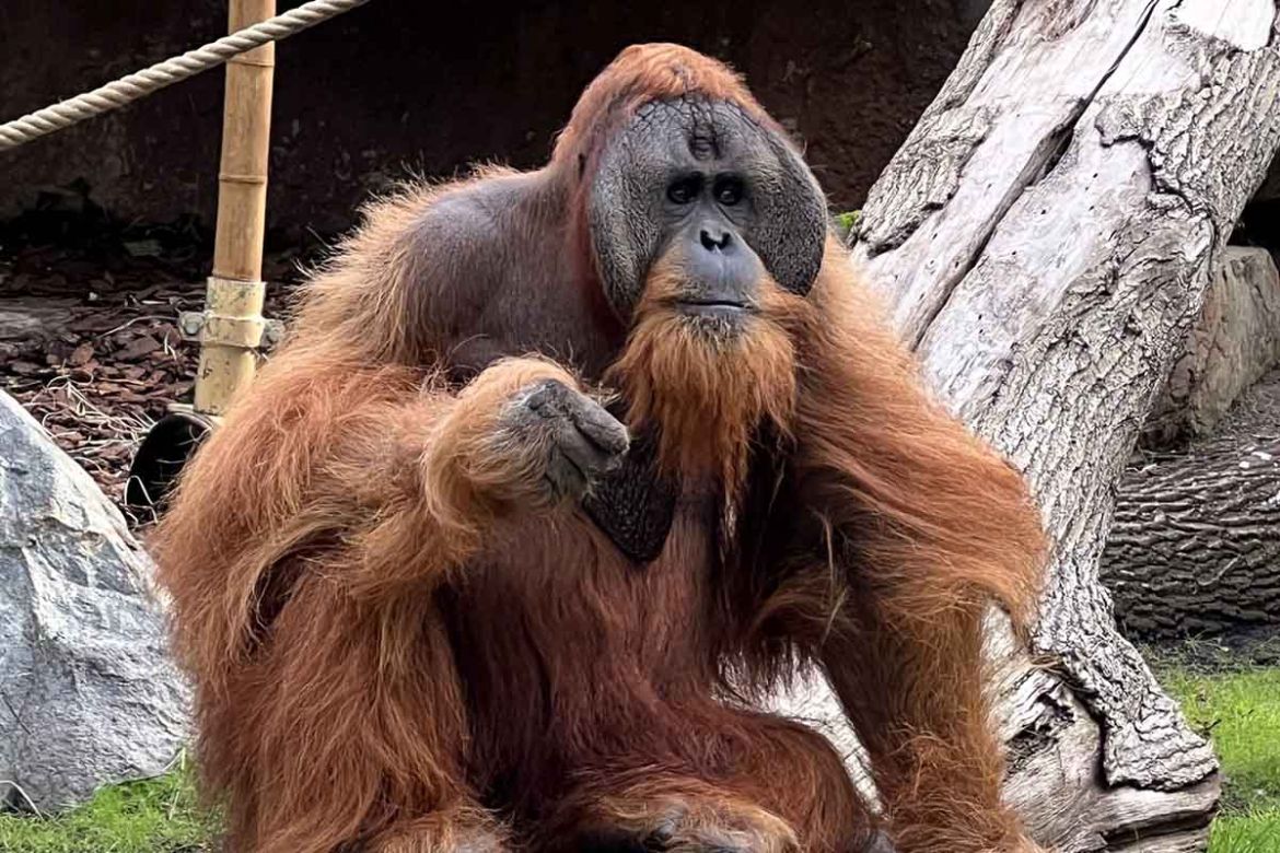 Orang Utan.jpg