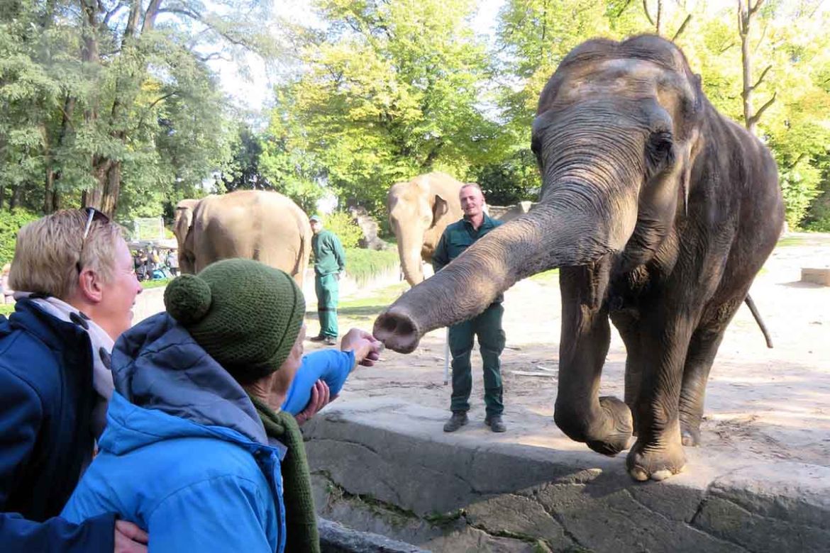 Fahrgast füttert Elefant.jpg