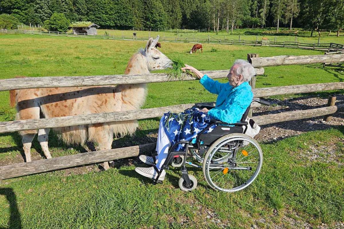 Fahrgast füttert Lama.jpg