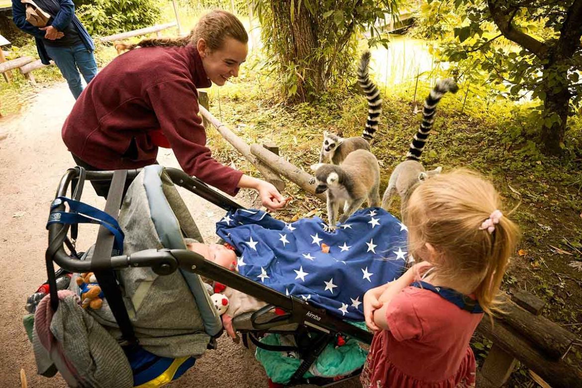 Besuch von Lemuren.jpg